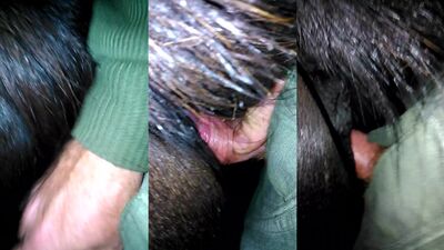 Dog's porn: furry animals sex compilation porno video