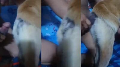 Dog fucking girl: pussy dog fuck porn