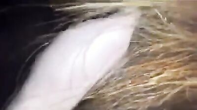 Mimi dog porn: compilation fuck dogs porn
