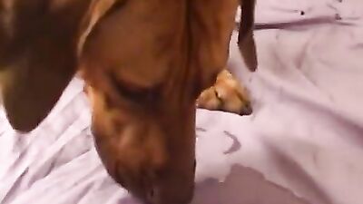 Animal sex: zoo porn dog fucked young cute