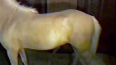 Art of zoo: jav dog porn