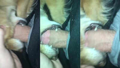 Animal dog sex: crossdresser zoophilia porn