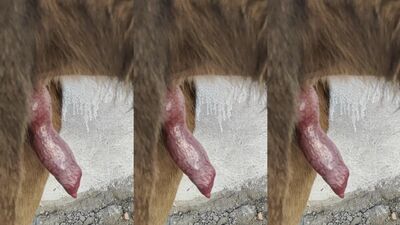 New zoo porn: silvia dog sex