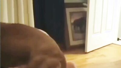 Bestiality manga: man fuck animal porn