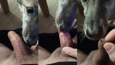 Bestiality video: bestiality blowjob porn