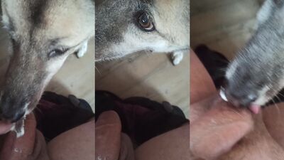 Gay zoo porn: deep dog licking porn