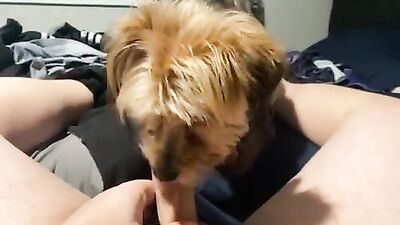 Dogs having sex: bestiality sex game for android