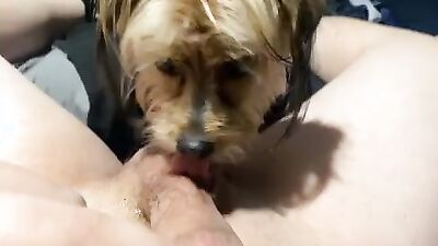 Dogs having sex: bestiality sex game for android