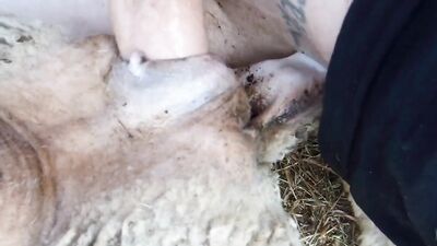 Animal sex: animal dog sex girl