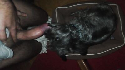 Dog sex porn: bestiality tok com