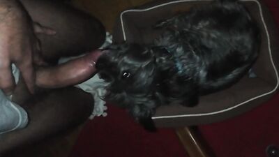 Dog sex porn: bestiality tok com