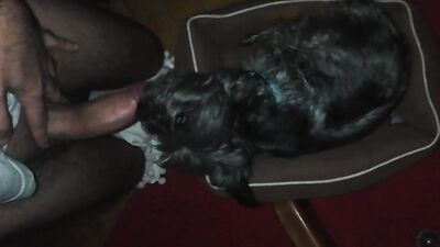 Dog sex porn: bestiality tok com