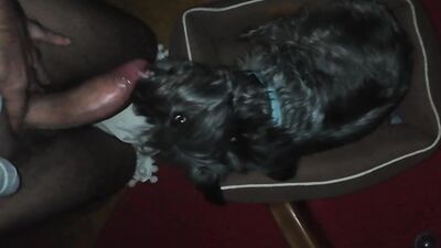 Dog sex porn: bestiality tok com