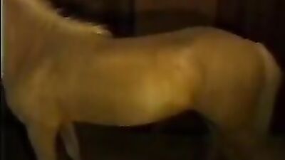 Boy girl dog: dog porn alisonprod com