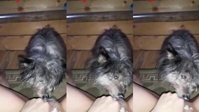Art of zoo: dog sex new videos