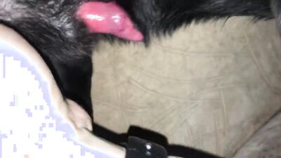 Boy girl dog: animal porn compilation