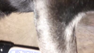 Boy girl dog: animal porn compilation