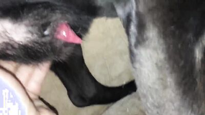 Boy girl dog: animal porn compilation