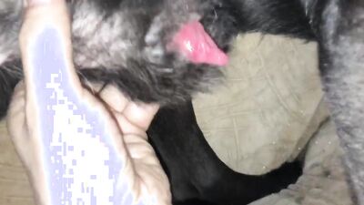Boy girl dog: animal porn compilation