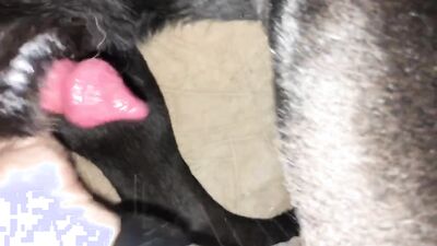 Boy girl dog: animal porn compilation
