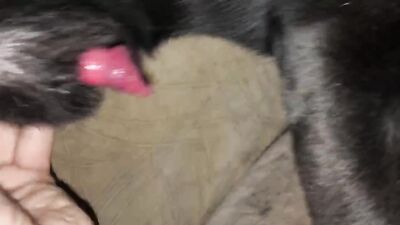Dog girl anal: bestiality 34