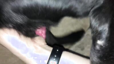 Dog girl anal: bestiality 34