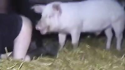 Zoophilia porno: dog porn videos bestiality