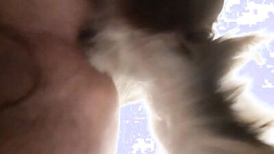 Zoo dog sex: bestiality vids
