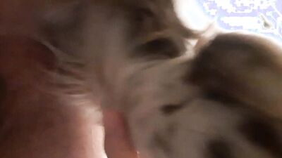 Zoo dog sex: bestiality vids