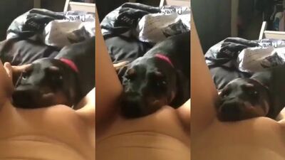 Girl having dog: rule34 zoo sex