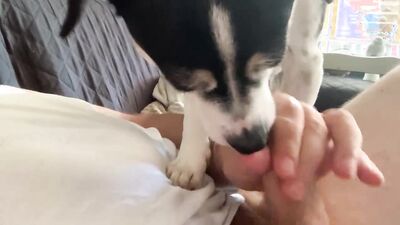 Zoo video: zoophilia hd