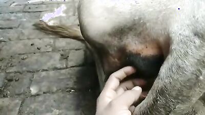 Dog's porn: man dog animal sex