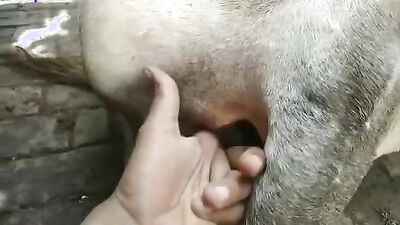 Dog's porn: man dog animal sex
