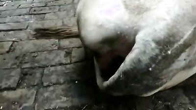 Dog's porn: man dog animal sex